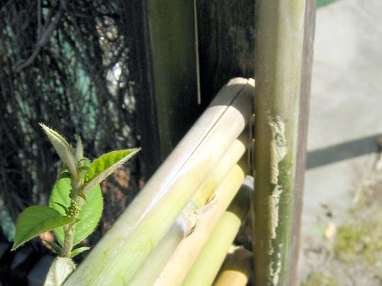 barrières en bambou de jardin