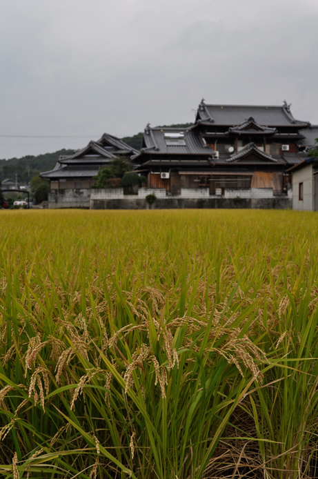 Shikoku Contryside