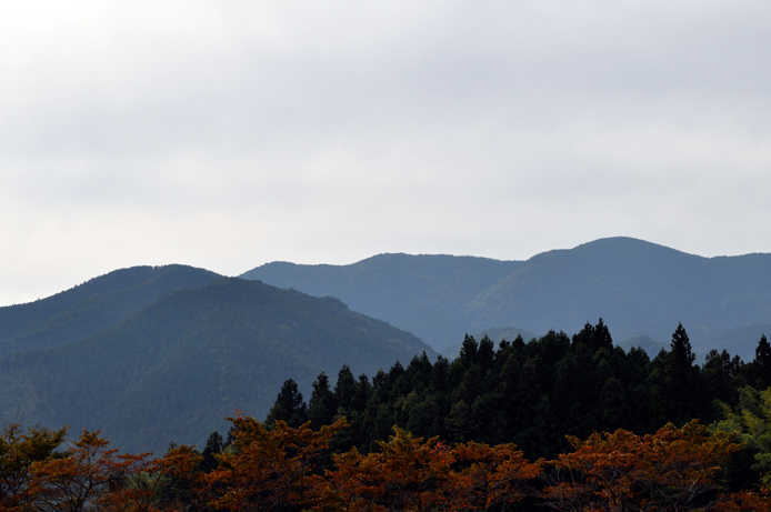 Matsuyama forest