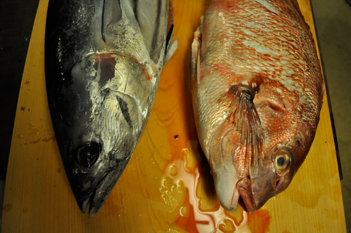 SASHIMI