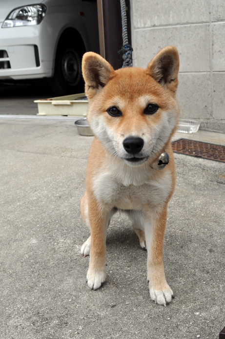 Chiba dog