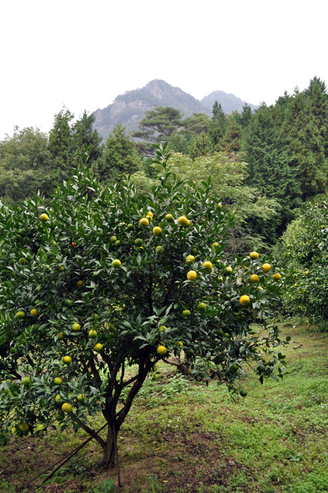Henromichi