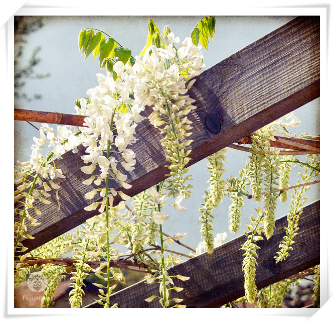 La dernière floraison de glycine