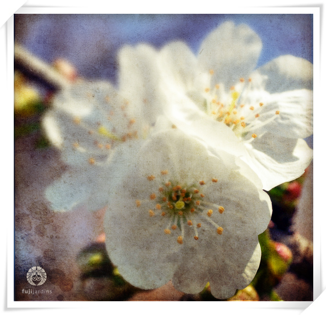 Les premiers sakura