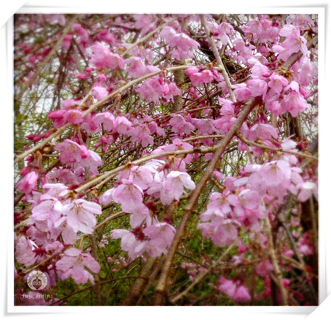 Sakura - Ohanami 2015 !